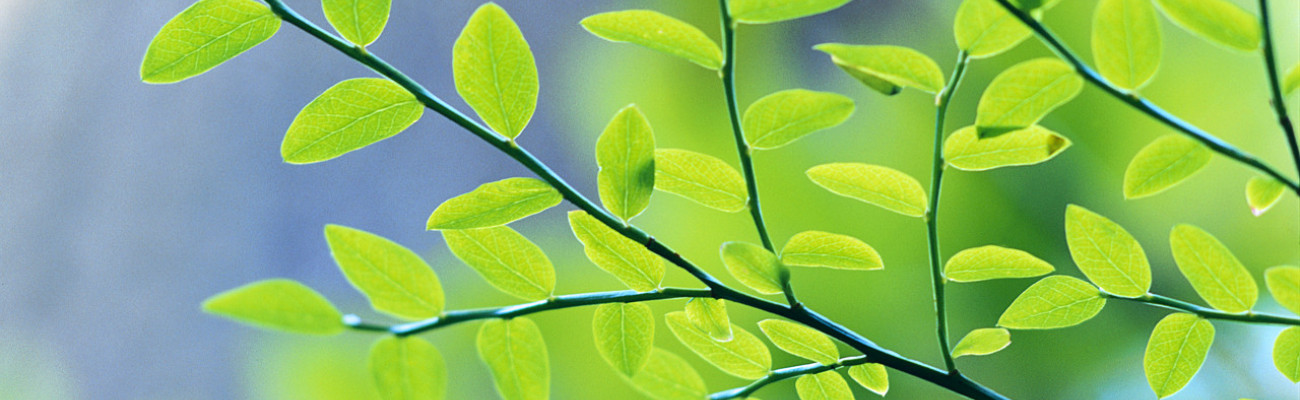 Green leaves